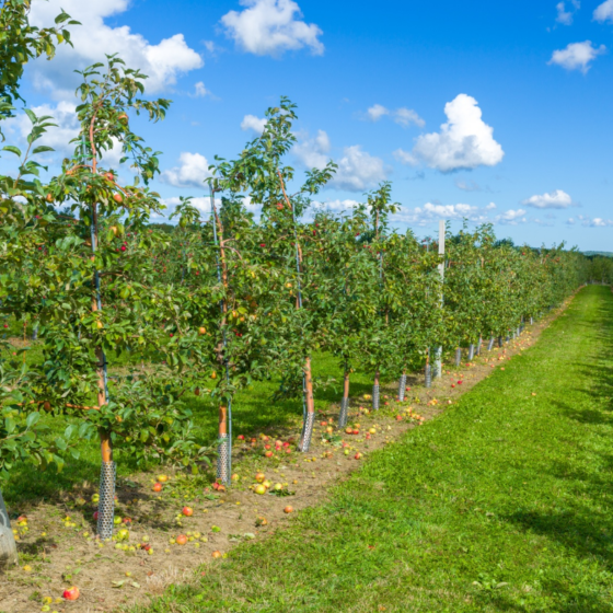 Infographics: An apple garden