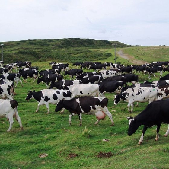 Ukraine and Poland are cooperating to combat epizootics