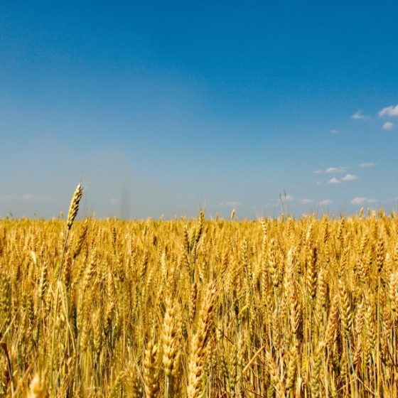 The Government has simplified the procedure of providing State support to farmers