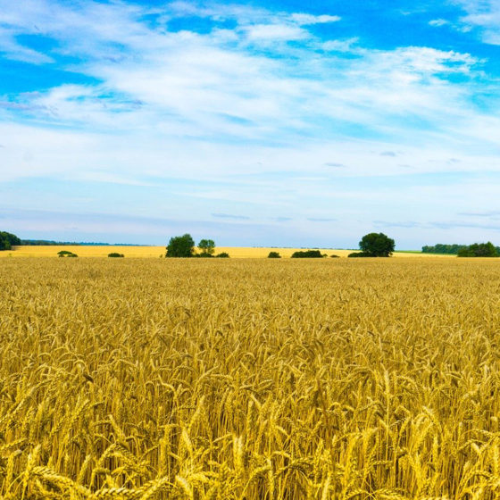 Expert analysis of the value of Ukrainian land after the adoption of the Land Reform