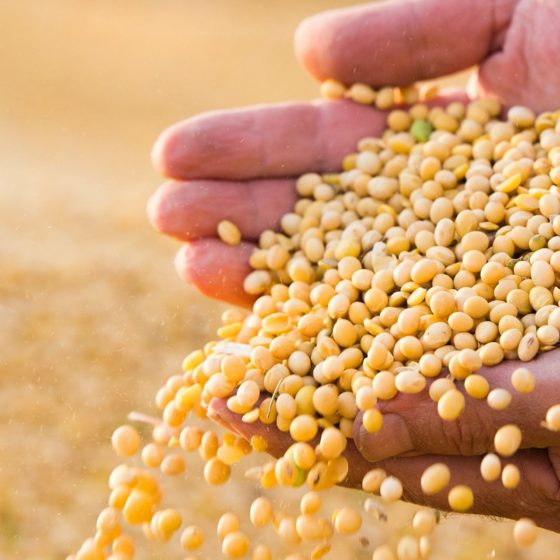 $20 million invested in soybean processing and feed production in Ukraine