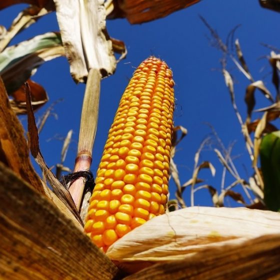 The Prospering Future of Agricultural Crops: In Ukraine Сorn Production in 2021/22 will Reach its Maximum Level