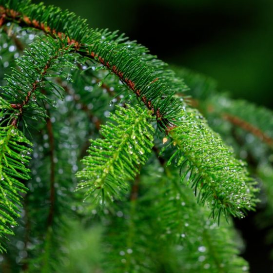 The quality of compound feed can be improved due to spruce processing products