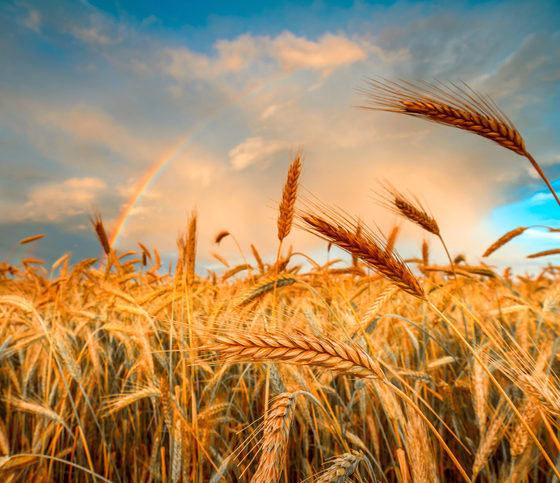 In 2021 stock prices for wheat in Ukraine decreased sharply