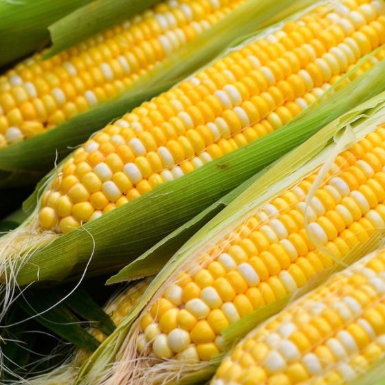 Ukrainian Farmers Contracted About 10 Million Tons of Corn