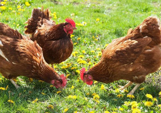 Ukraine in the List of World Leaders in Chicken Production
