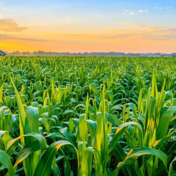 The Agricultural Sector Occupies a Fifth of the GDP in Ukraine