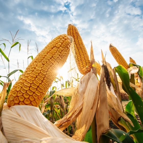 Chinese Investors Plan the Third-Largest World’s Corn Processing Plant in Ukraine