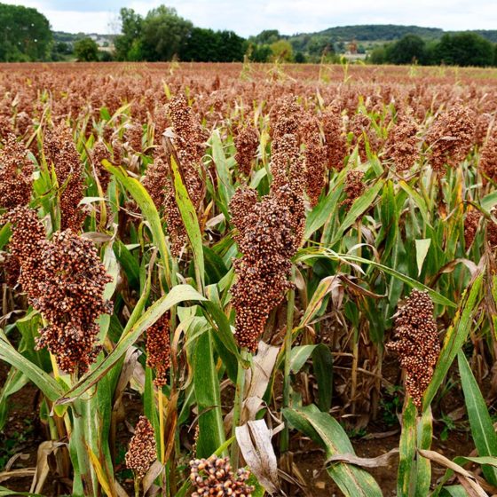 Ukraine is the World Leader in Millet Exports