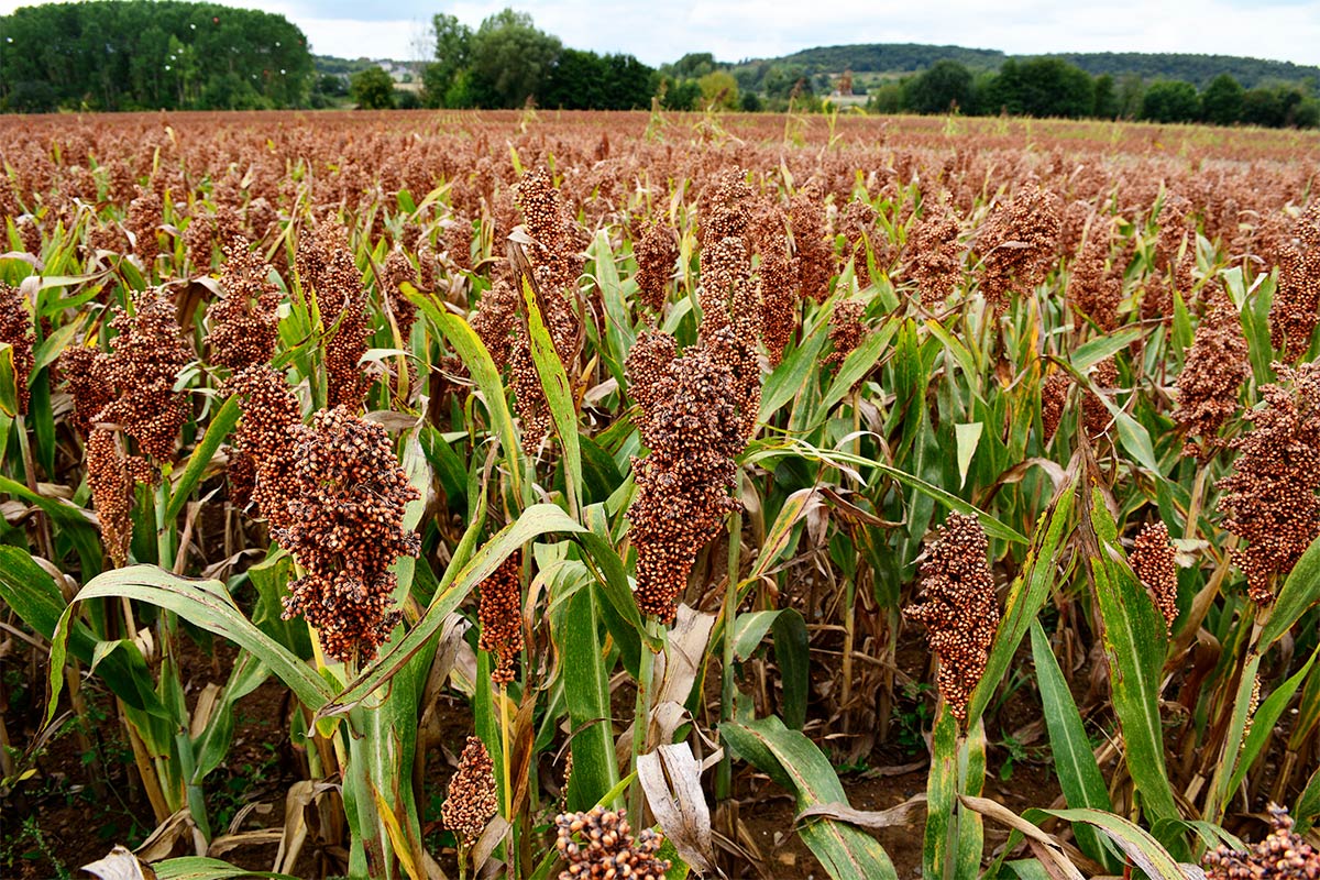 Как растет пшено фото в природе Ukraine is the World Leader in Millet Exports - GTInvest