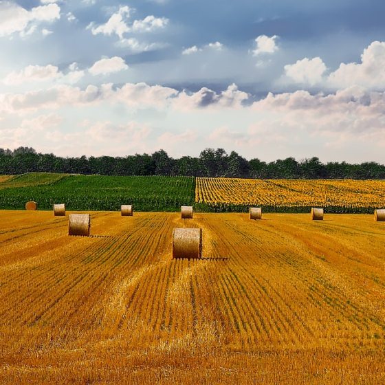 Launch a Marketplace for the Sale of Agricultural Land