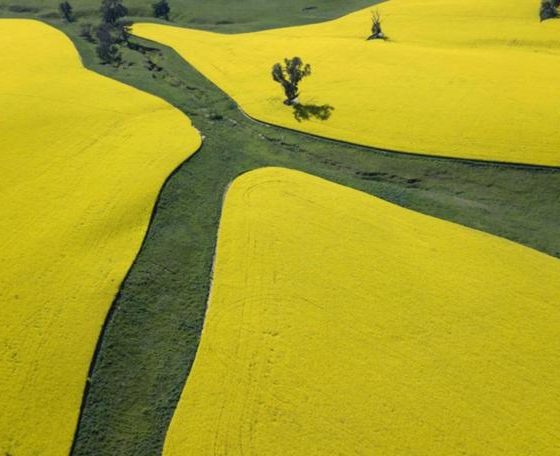 Winter Crop Yield at “KSG Agro” Reaches its Maximum Levels 