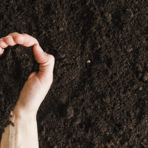 The Second Online Platform for the Sale of Ukrainian Agricultural Land Was Launched