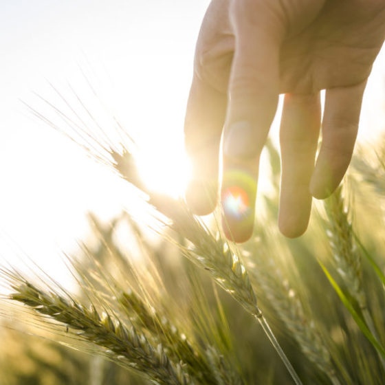 Agricultural Sector Leaders in Terms of Profitability