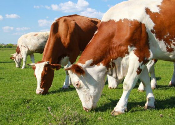 Qatar Plans to Open a Farm in Ukraine