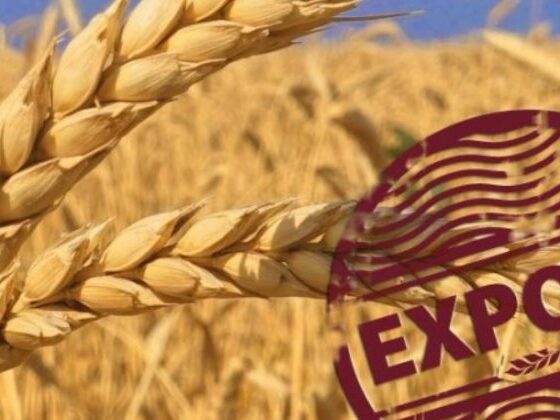 Since the Beginning of the Season, Ukrainian Grain Exports Exceeded 7 Mln Tons