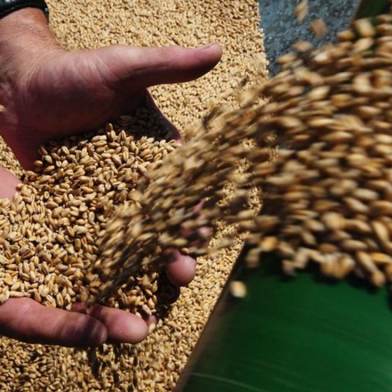 Algeria Increases Import of Ukrainian Grain