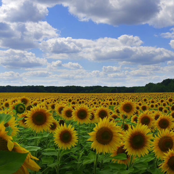 Implementation of the Project “Support to Communities in Land Management”