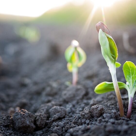 Investments in Agro-Food Sectors Increase in Ukraine