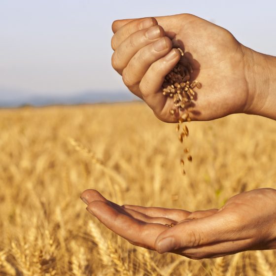 Record Grain Harvest — Record Export