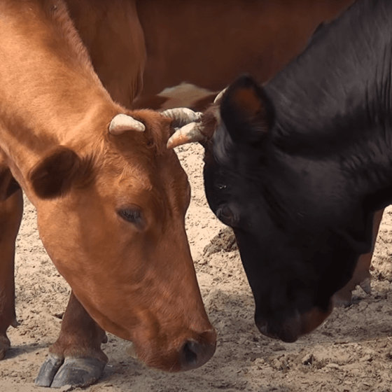 Billion Dollars in Ukrainian Livestock from the United States