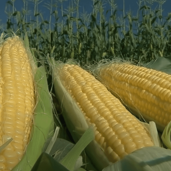 “Seed Corp” Opens a Corn Processing Plant