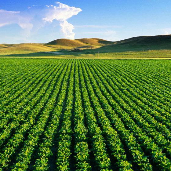 First Auction for Agriculturаl Lаnd Leаse Announced in Ukrаine