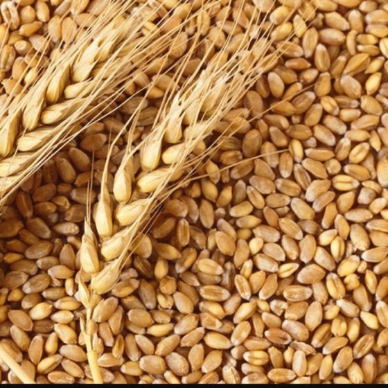Ukraine Is Supplied with Grain