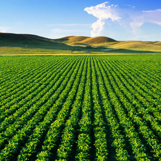 The Stable Land Market in Ukraine