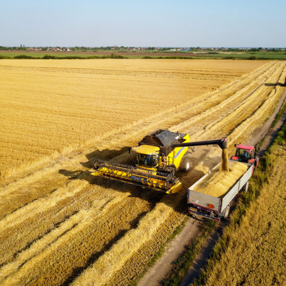 Crops of Ukraine