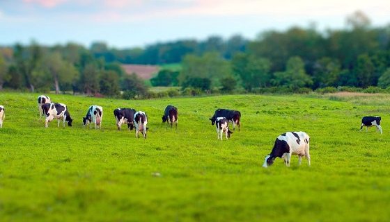 36.506 Transactions for the Purchase of Ukrainian Land