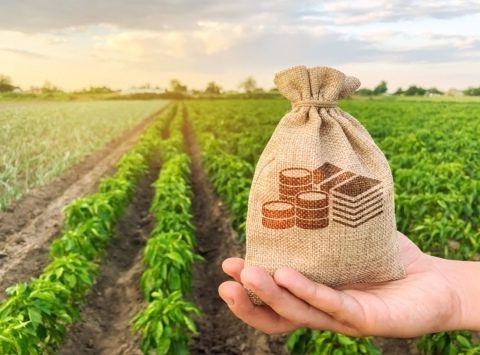 Ukraine Met Half of Requirements of the EU in Agricultural Sector