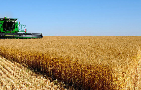 Rapid Thrive of the Agrarian Sector in Ukraine