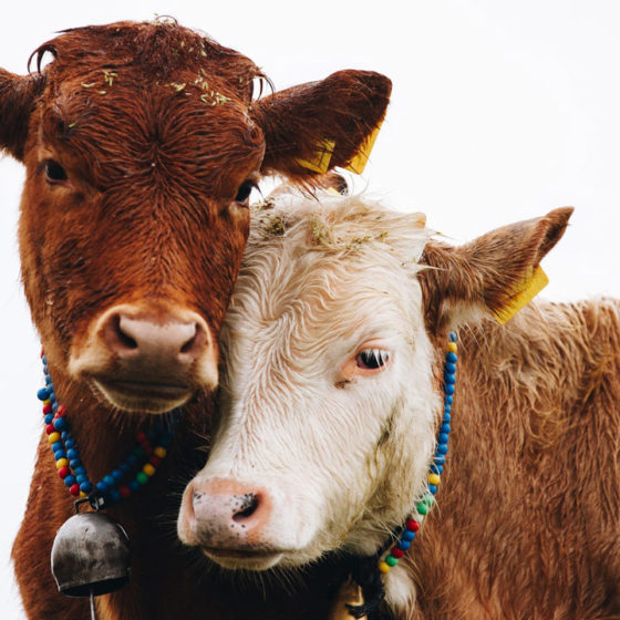 Lift of Import Duties on Cattle Will Stimulate the Recovery of the Industry