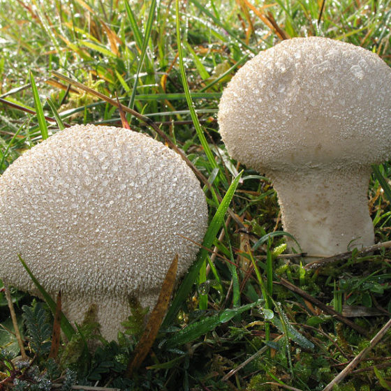Mushroom Business in Ukraine
