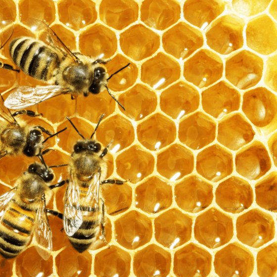 Ukraine — the Largest Honey Exporter in Europe