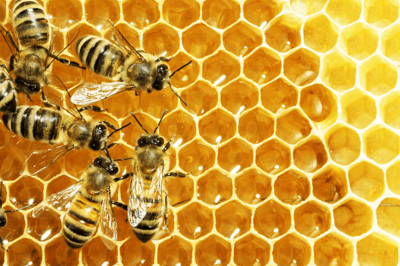 乌克兰— 欧洲最大的蜂蜜出口国- GTInvest