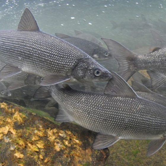 Fish Industry of Ukraine