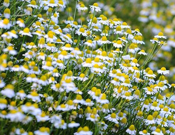 Medical and Niches Herbs