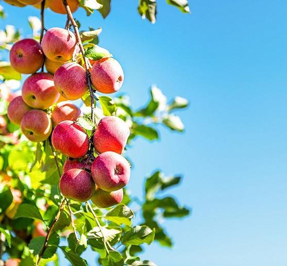 Fruit Industry of Ukraine