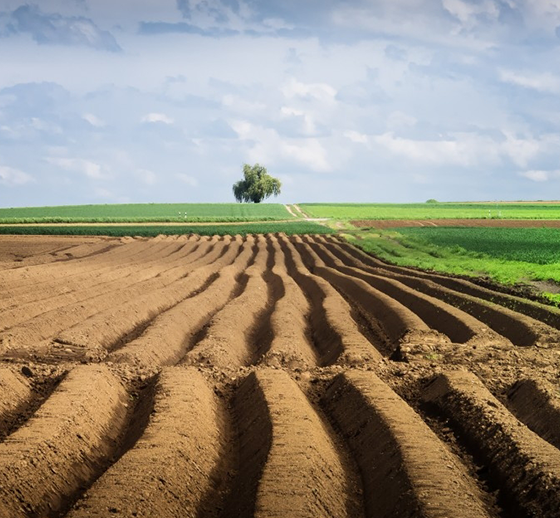 100,000 Hectares Have New Landowners in Ukraine Due to Land Reform