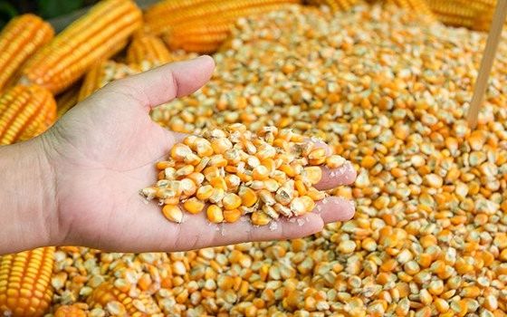 “MAS Seeds Ukraine” Exports 30% of Seeds