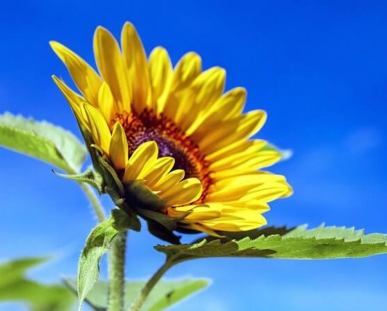 Production and Export of Sunflower Oil