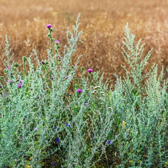 Investment Idea — Growing Medicinal Wormwood