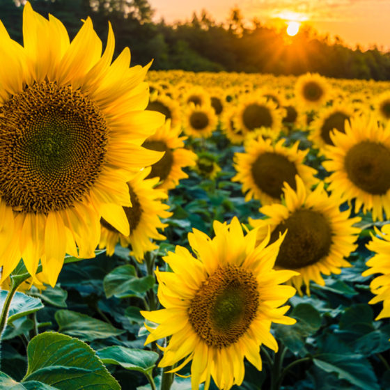“Prometey” Attracted Investments for the Purchase of Sunflower