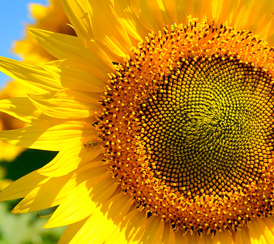 Sunflower Oil Producer “Gradolia” Places Bonds for $14.4 million