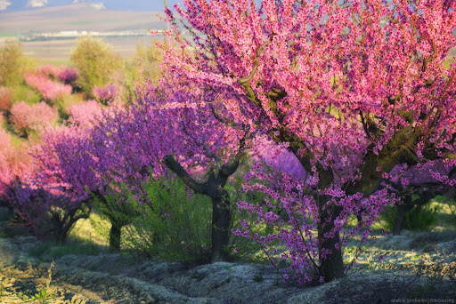 Growing Peach Orchards Ukraine