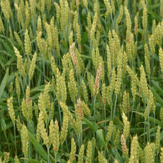 Ukrainian Agro-Industrial Holding Increased Sowing of Winter Wheat