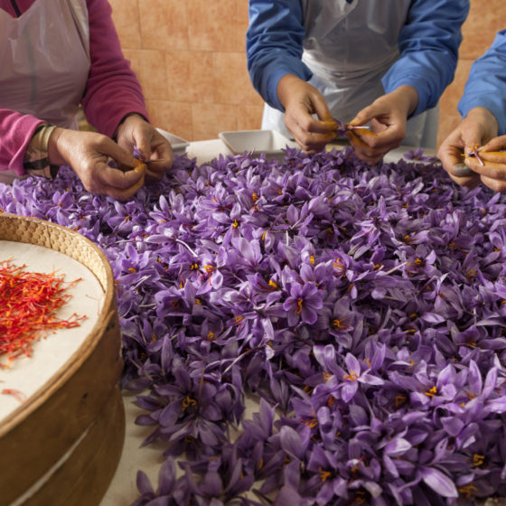 Cultivation and Export of Ukrainian Saffron