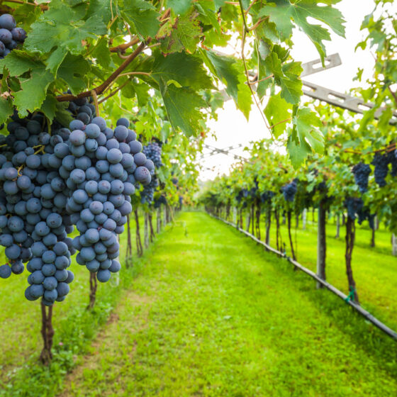 Good Time to Buy a Vineyard in Ukraine